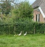 Indische loopeenden woerd, Dieren en Toebehoren, Augustus, Mannelijk