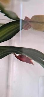 Garnalen, Dieren en Toebehoren, Kreeft, Krab of Garnaal, Zoetwatervis