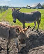 Ezel met hengstveulen, Dieren en Toebehoren, Overige Dieren, Januari, Vrouwelijk
