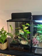 Ingerichte terrarium Exo terra, Dieren en Toebehoren, Reptielen en Amfibieën | Toebehoren, Ophalen, Zo goed als nieuw