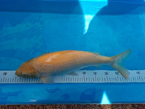 Yellow Karashigoi, Dieren en Toebehoren, Vissen | Vijvervissen, Karper of Koi