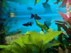 Black Molly, Dieren en Toebehoren, Vissen | Aquariumvissen, Vis