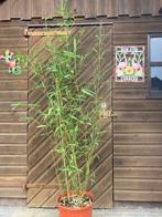 bamboe Phyllostachys Decora, Tuin en Terras, Vaste plant, Bloeit niet, Halfschaduw, Ophalen