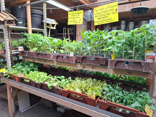 Groenten planten, moestuinplanten, volkstuinplanten, Tuin en Terras, Planten | Tuinplanten, Eenjarig, Groenteplanten, Volle zon