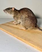 Aangeboden dode rat voor taxidermie, Ophalen