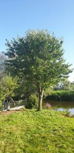 Kersenboom, Ophalen, Volle zon, Overige soorten