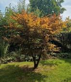 Prachtige japanse esdoorn, Tuin en Terras, Planten | Bomen, Ophalen, Halfschaduw, Overige soorten