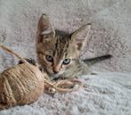 Kittens maincoon, Poes, 0 tot 2 jaar
