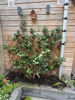 Camellia japonica nuccio’s, Tuin en Terras, Planten | Bomen, Ophalen of Verzenden, In pot, Overige soorten