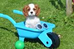 Cavalier King Charles spaniel pups, Rabiës (hondsdolheid), 15 weken tot 1 jaar, Buitenland, Meerdere