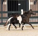 Prachtig zwartbont 1e premie NMPRS hengstje, Dieren en Toebehoren, Pony's, Hengst, 0 tot 2 jaar