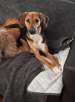 INDY 2jr. Knuffel/aanhankelijk/super zindelijk/cats, Dieren en Toebehoren, Rabiës (hondsdolheid), Handelaar, 1 tot 2 jaar, Buitenland