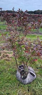 Blauwe bessen struiken - restpartij! 7,50/stuk - 10 voor 65, Tuin en Terras, Planten | Struiken en Hagen, Ophalen, Overige soorten