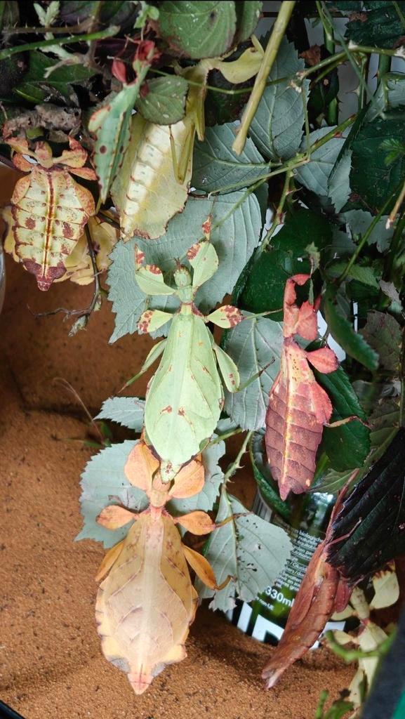 Phyllium Letiranti eitjes wandelendebladeren, Dieren en Toebehoren, Insecten en Spinnen, Wandelende tak