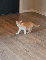 Nog 1 kitten beschikbaar, in huis opgegroeid, mogen nu weg!, Dieren en Toebehoren, Meerdere dieren, Kortharig, 0 tot 2 jaar