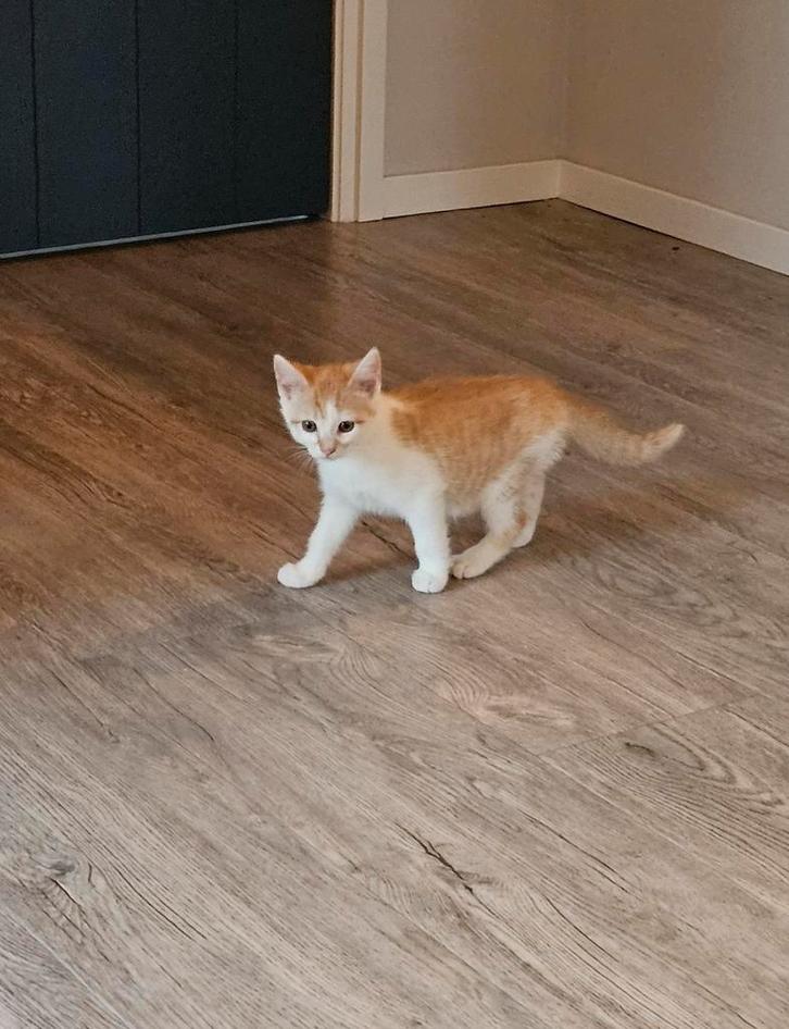 Nog 1 kitten beschikbaar, in huis opgegroeid, mogen nu weg!, Dieren en Toebehoren, Katten en Kittens | Overige Katten, Kortharig