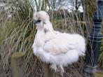 Te koop zijdehoen hennen, Dieren en Toebehoren, Pluimvee, Vrouwelijk, Kip