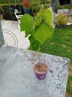 Hibiscus, Tuin en Terras, Planten | Struiken en Hagen, Ophalen, Overige soorten