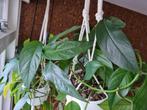 epipremnum pinnatum stekje, Ophalen of Verzenden, Overige soorten, Minder dan 100 cm