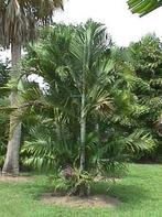 25 x Dypsis Madagascariensis palmboom zaad, Tuin en Terras, Bloembollen en Zaden, Gehele jaar, Ophalen, Zaad