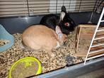 2 leuke konijntjes, Dieren en Toebehoren, Mei, Meerdere dieren, Overige typen