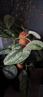 Scindapsus pictus, Ophalen, Overige soorten, Minder dan 100 cm
