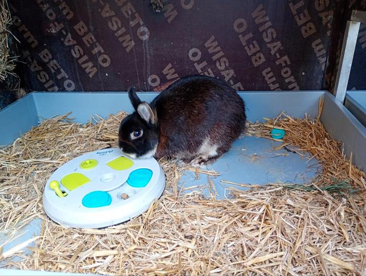 Knaagdieren vakantieopvang, Dieren en Toebehoren, Knaagdieren en Konijnen | Toebehoren, Overige typen, Ophalen