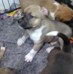 Prachtige Amerikaanse stafford pitbull bully bonte pups!!, Dieren en Toebehoren, Rabiës (hondsdolheid), Reu, 8 tot 15 weken, American Staffordshire Terriër