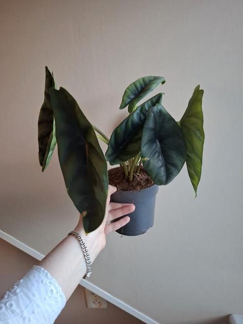 Alocasia Venusta, Huis en Inrichting, Kamerplanten, Overige soorten, Minder dan 100 cm, Ophalen of Verzenden
