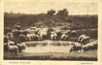 LAREN, Drinkplaats op de Heide, Schapen (1910s) Ansichtkaart, Ophalen of Verzenden, Voor 1920, Gelopen, Noord-Holland