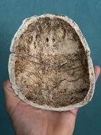 Schedelkap mens schedeldak schedel human cranium cap skull, Ophalen of Verzenden