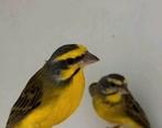 Mozambiquesijs koppel, Dieren en Toebehoren, Meerdere dieren, Tropenvogel