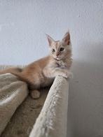 Maine Coon met stamboom en twee jaar garantie!, Meerdere dieren, Gechipt, 0 tot 2 jaar