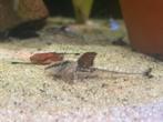 Loricaria Nimairaco (Rio Atabapo), Dieren en Toebehoren, Vissen | Aquariumvissen, Vis, Zoetwatervis