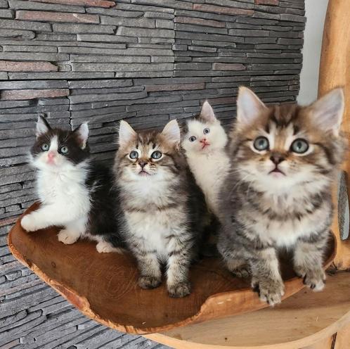 Kruising ragdoll Siberische kat kittens, Dieren en Toebehoren, Katten en Kittens | Raskatten | Langhaar, Meerdere dieren
