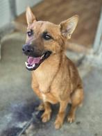 ACE: Gonzalo is een fijne, lieve vriend voor het leven, Dieren en Toebehoren, Honden | Niet-rashonden, Particulier, Rabiës (hondsdolheid)
