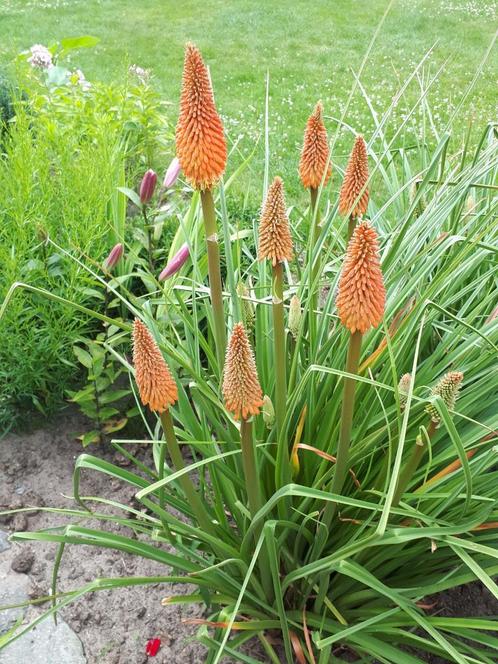 Kniphofia grote planten Zonder bestrijdingsmiddelen, Tuin en Terras, Planten | Tuinplanten, Overige soorten, Volle zon, Zomer