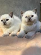 Britse korthaars, Kater, Gechipt