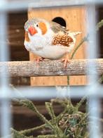 Zebra vink en gloster kanarie, Dieren en Toebehoren, Meerdere dieren, Tropenvogel
