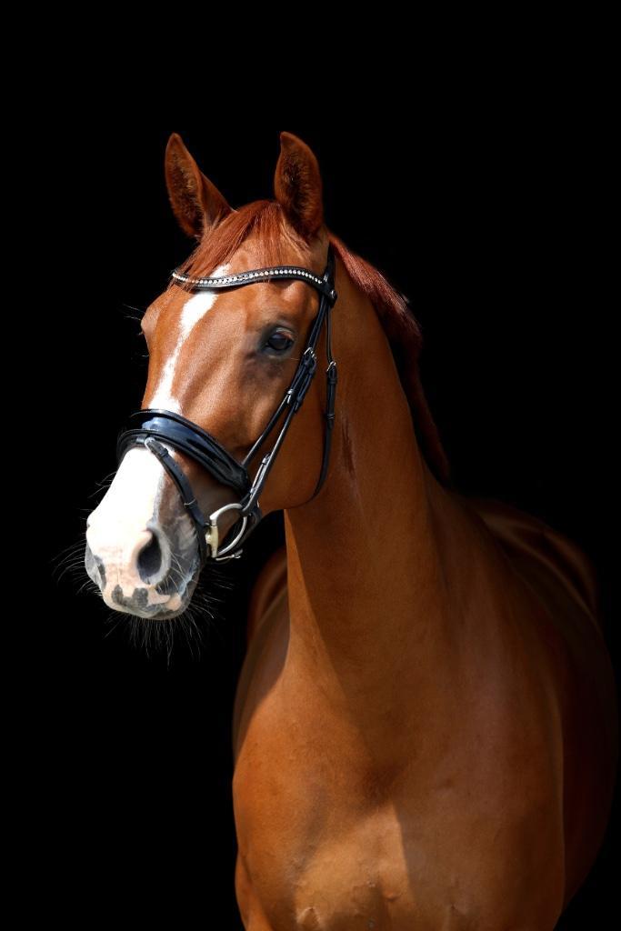 10-jarig recreatiepaard, Dieren en Toebehoren, Paarden, Ruin, Niet van toepassing, 165 tot 170 cm, 7 tot 10 jaar, Recreatiepaard