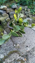 Winterharde cactus, Opuntia, Ophalen, Zomer, Overige soorten, Volle zon