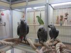 grijze roodstaart, Meerdere dieren, Papegaai, Pratend