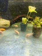 Kweekgroep Albino corydoras (15 stuks), Vis, Zoetwatervis, Schoolvis