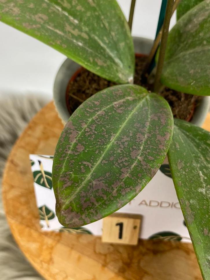 Hoya Wibergiae - Meerdere Stuks, Huis en Inrichting, Kamerplanten, Minder dan 100 cm, Halfschaduw, Ophalen of Verzenden