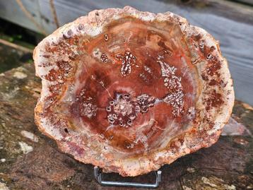 Versteend hout schijf 368 gram beschikbaar voor biedingen