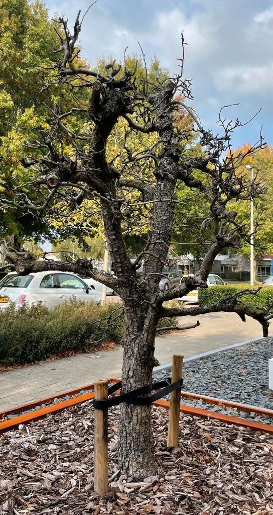 Perenboom stam drcoratie 45 jaar oud, Tuin en Terras, Planten | Bomen, Overige soorten, Volle zon, Ophalen