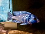 Placidochromis tanzania ( spiegel vis ) eigen foto’s, Dieren en Toebehoren, Vis