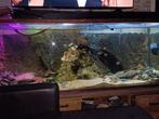Aquarium groot met bestand 180x 70 x 50, Dieren en Toebehoren, Ophalen of Verzenden, Zo goed als nieuw