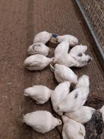 Jonge bonte japanse kwartels in de veren 2026, Dieren en Toebehoren, Pluimvee, Meerdere dieren, Overige soorten