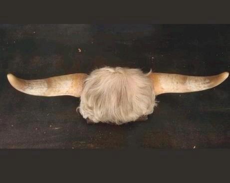 Stierhoorns taxidermie stier hoorn ophangbaar, Verzamelen, Dierenverzamelingen, Zo goed als nieuw, Opgezet dier, Ophalen of Verzenden